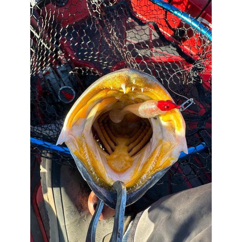 Topwater Co Speed Clips