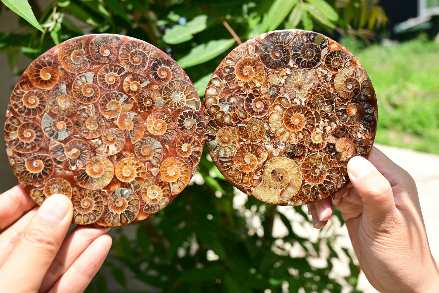 Collection of Precious Cambrian Period Ancient Sea Snail Fossil Specimens [Display Stand Included]
