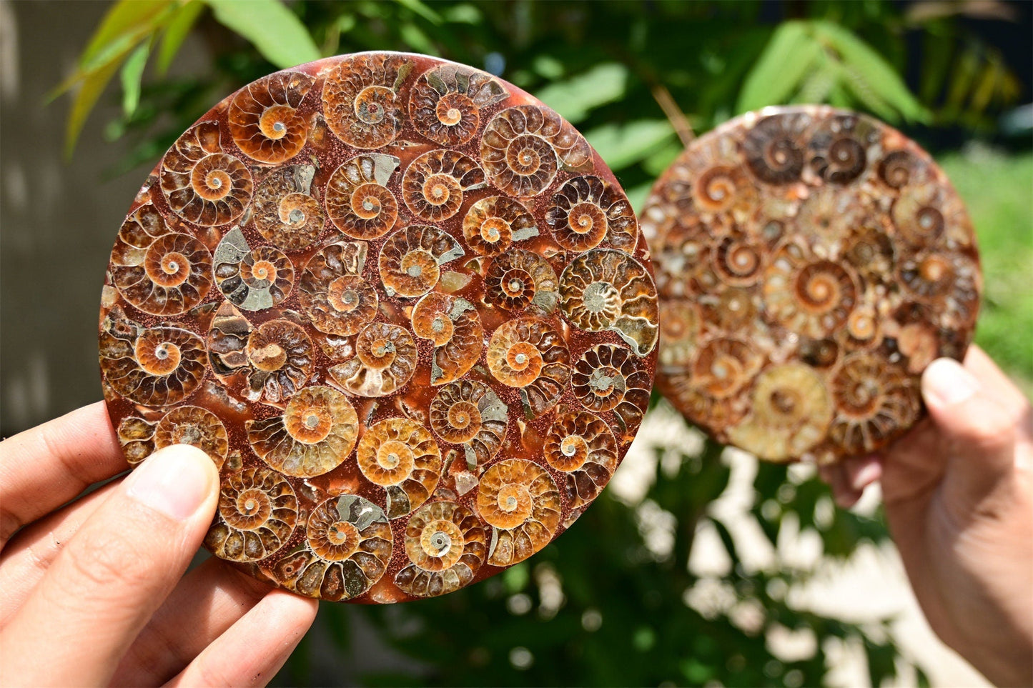 Collection of Precious Cambrian Period Ancient Sea Snail Fossil Specimens [Display Stand Included]